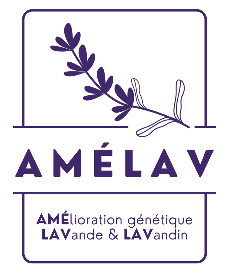 Amelav Fond Blanc